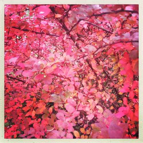 hipstamaticphoto-499695067-514188